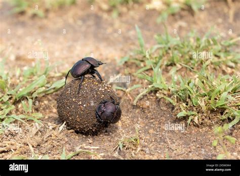 Rollender Mist Fotos Und Bildmaterial In Hoher Aufl Sung Alamy