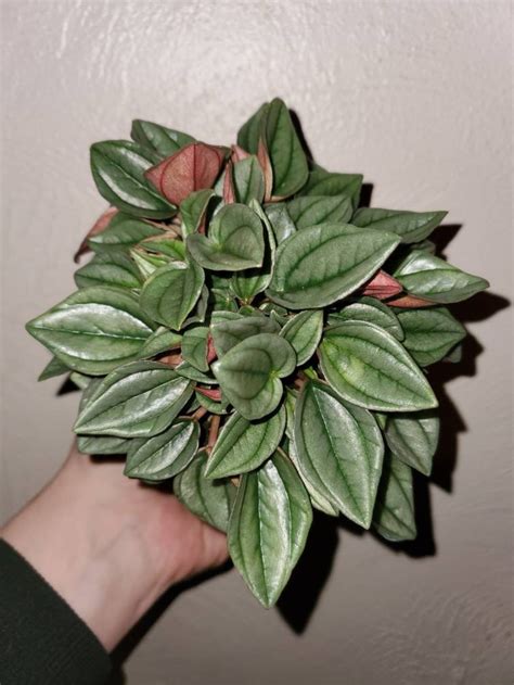 Peperomia Napoli Nights 4 Inch Pot Live Plant Etsy