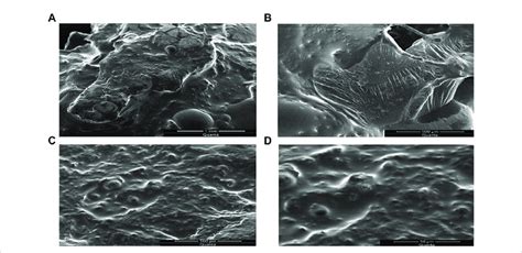 Sem Micrographs Of Drug Loaded Sphs Formulated From Acrylic Acid Hpmc