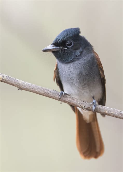 Amur Paradise Flycatcher Birds Of Singapore