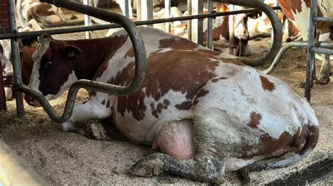 Wereldberoemde WK Koe Sijtje Gaat Dood Door Blauwtong