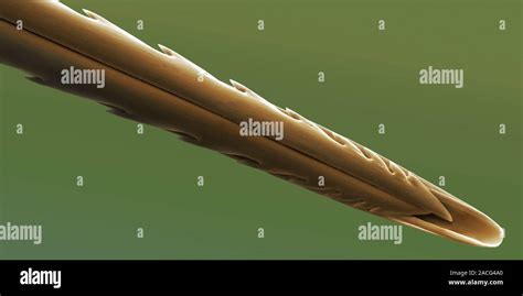 Bee stinger. Scanning electron micrograph of the stinger from a ...