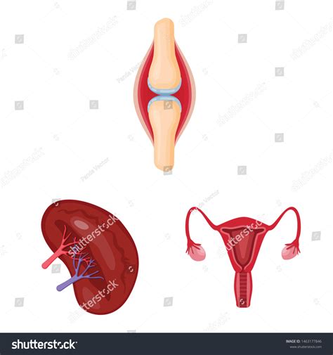 Sex Female Human Reproductive System Organ Anatomy Diagram Stock Vector