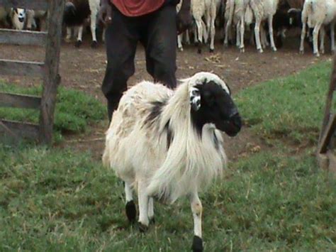 Some Sheep Breeds You Should Know | Agriville.com