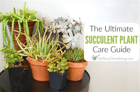 How To Take Care Of Succulent Plants The Complete Care Guide