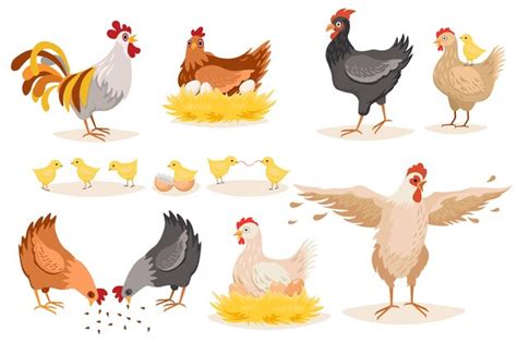 Premium Vector Hen Chicken And Roosters Isolated On White Background