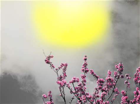 Wallpaper Pink Sky Flower Blossom Branch Morning Spring