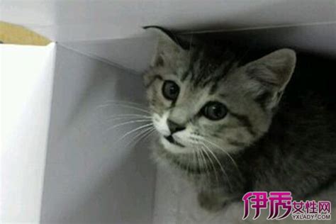 【被猫抓伤出血怎么办】【图】被猫抓伤出血怎么办呢？ 介绍防御措施及处理方法3伊秀健康