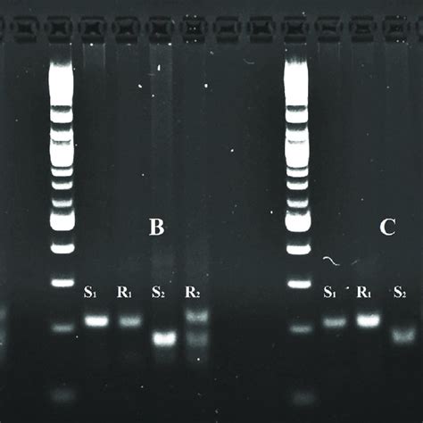 Digestion Patterns Of The Restriction Enzyme Sau96I Used For The DCAPS