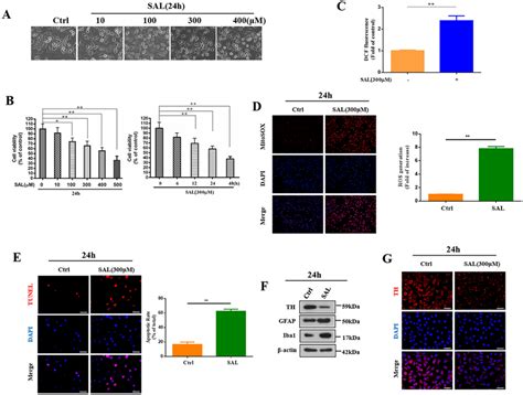 Sal Induces Neurotoxicity In Sh Sy5y Cells A Cell Morphology By