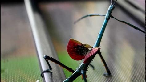 The brightly-colored Achrioptera fallax blue stick insect – The Kid ...