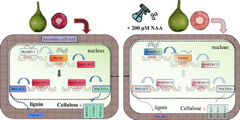 Figure From Auxin Inhibits Lignin And Cellulose Biosynthesis In Stone