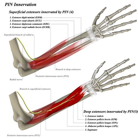 Posterior interosseous nerve - Anatomy - Medbullets Step 1