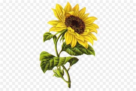 Sunflower Drawing at GetDrawings | Free download