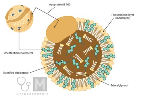 What Is LDL Cholesterol A Comprehensive Overview My Endo Consult