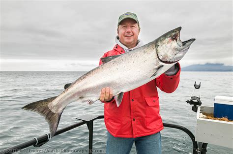 Man Holds King Salmon Catch