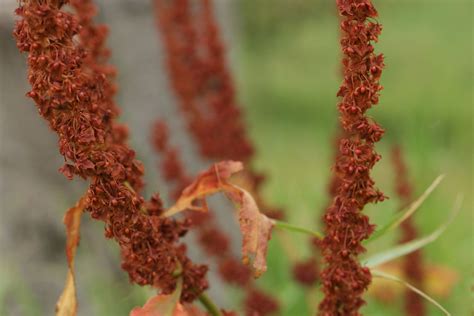 Rumex obtusifolius