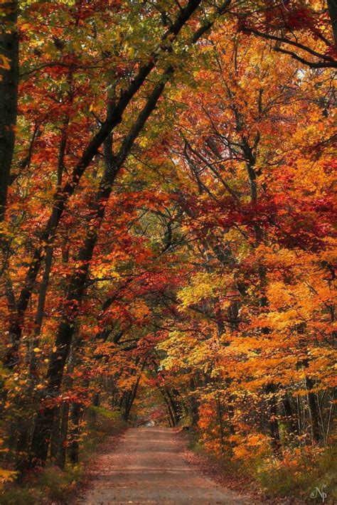 Pin by Neset Arici on Arkadaş yollar Autumn landscape Autumn scenery