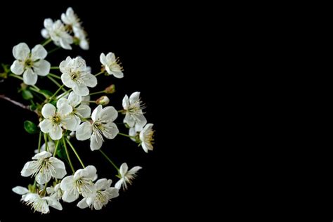 Ramo De Cerejeira Em Flor Flores Brancas Da Primavera Rvore Do Vinho