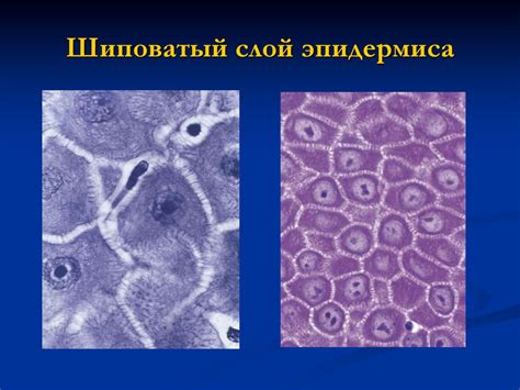 Кожа и ее производные - online presentation