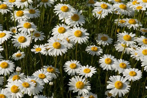 Field Of Oxeye Daisy Wildflowers Photograph By Kathy Clark