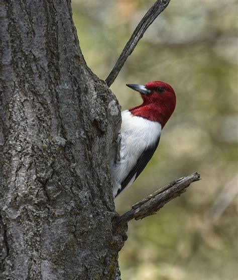 Red-headed Woodpecker Facts, Habitat, Diet, Life Cycle, Baby, Pictures