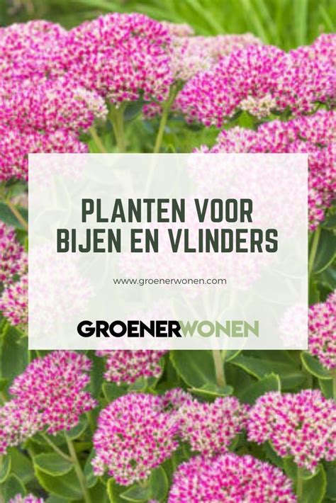 9 Planten Voor Bijen En Vlinders In 2024 Planten Bloem Tuinieren