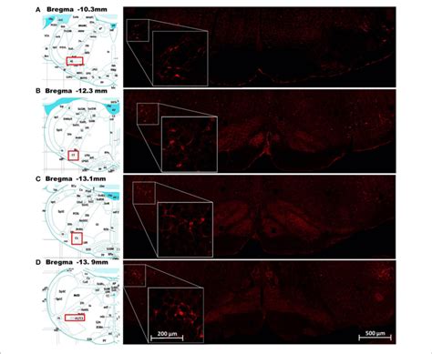 Demonstration Of Leptin Receptor ObRb Positive Cells At Various