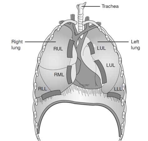 Cardiopulm Flashcards Quizlet