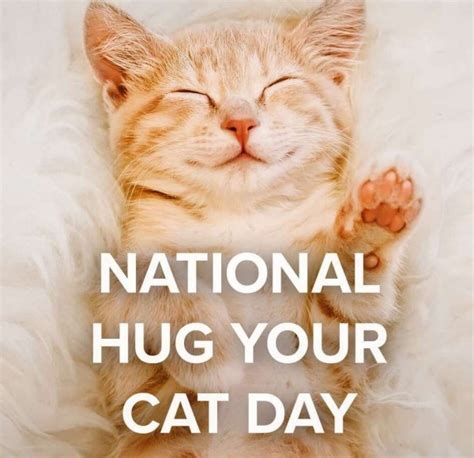 20 Hug Your Cat Day Images Pictures Photos Desi Comments