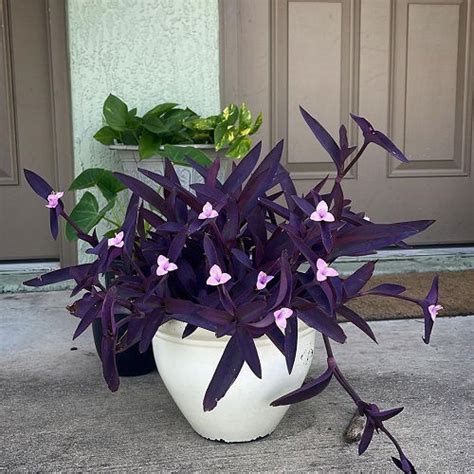 Purple Heart Plant Meaning and Symbolism | Balcony Garden Web