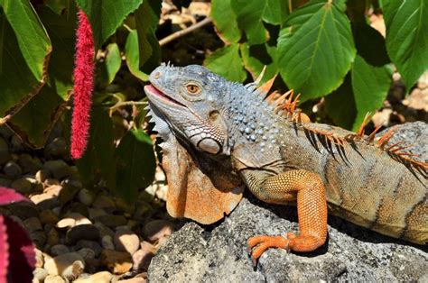 Iguana Control Prevention Services