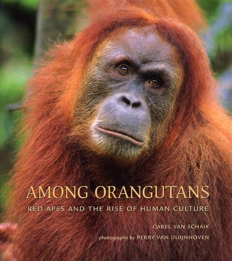 Among Orangutans Red Apes And The Rise Of Human Culture NHBS