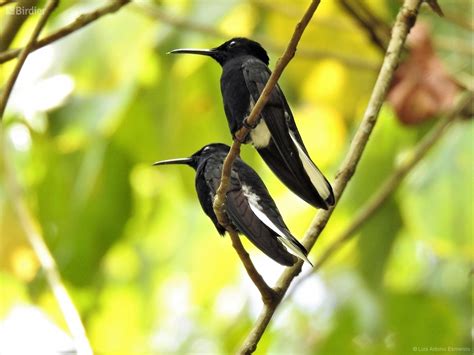 Florisuga Fusca Black Jacobin By Luis Antonio Esmerino • Birdier