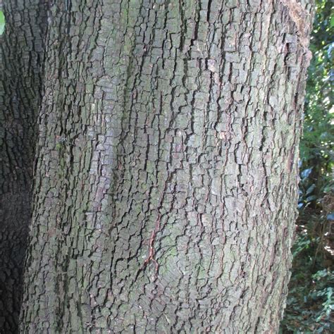 Quercus Ilex In Roath Park Pleasure Garden