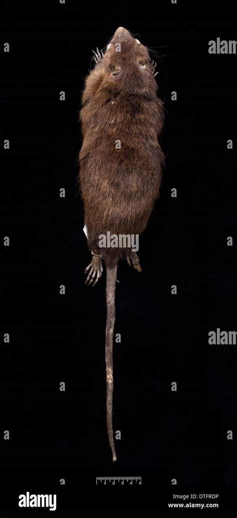 Megalomys Desmarestii Antillean Giant Rice Rat Stock Photo Alamy