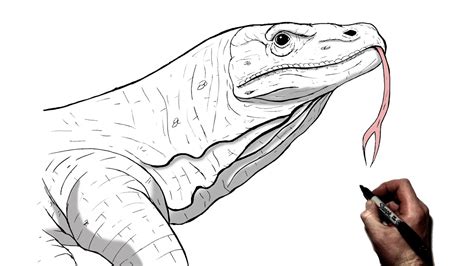 How To Draw A Komodo Dragon