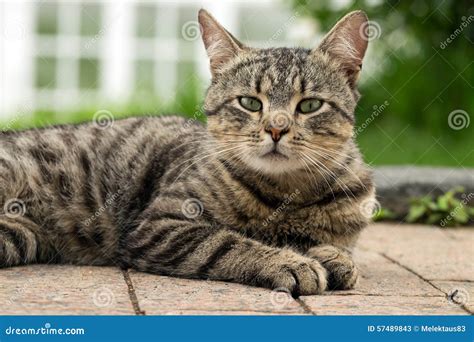 Tabby Cat Stock Image Image Of Looking Domestic Pavement 57489843