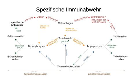 Einführung Immunbiologie 02 Unspezifische und spezifische Immunabwehr