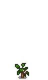 Плодовые деревья — Stardew Valley Wiki