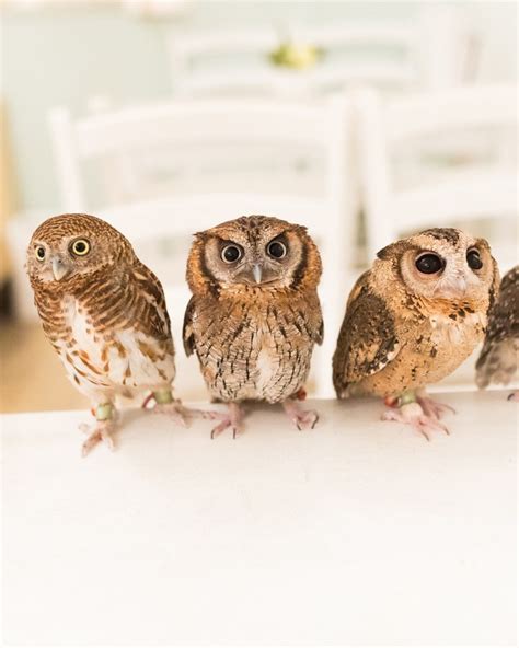 Akiba Fukurou Owl Cafe, Tokyo, Japan - Cafe Review - Condé Nast Traveler