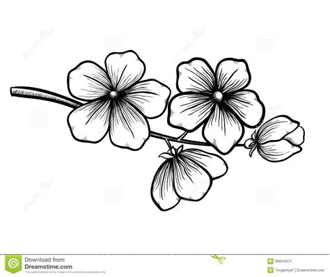 Black And White Cherry Blossom Tree Google Search Flower Drawing