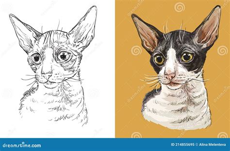 Cat Cornish Rex Sketch Outline Black Line Drawing Stock Photography