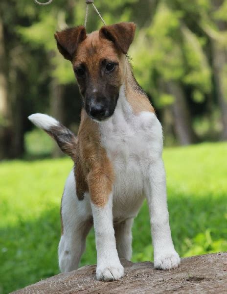 Chiot Elevage Belfox Eleveur De Chiens Fox Terrier Poil Lisse