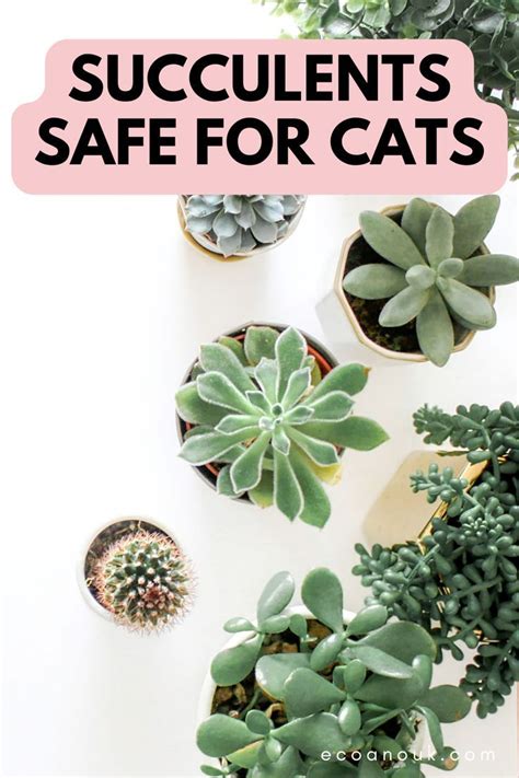 17 Stunning Houseplants That Are Safe For Cats Artofit