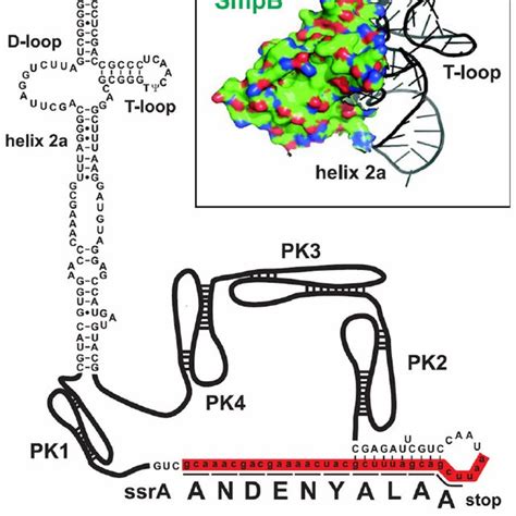 Pdf The Tmrna Ribosome Rescue System