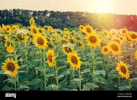 Girasole Al Tramonto Immagini E Fotografie Stock Ad Alta Risoluzione