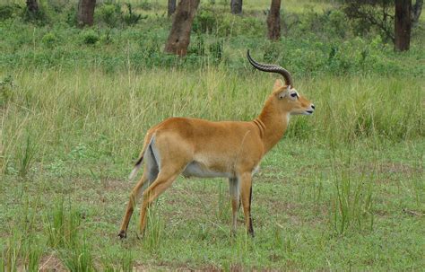 Uganda Kob Terrain Safaris