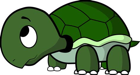 Free Turtle Cartoon Pics, Download Free Turtle Cartoon Pics png images ...