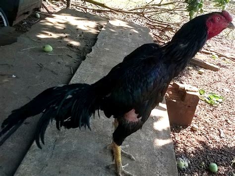 Galos De RaÇa Como Conhecer O Galo Bom